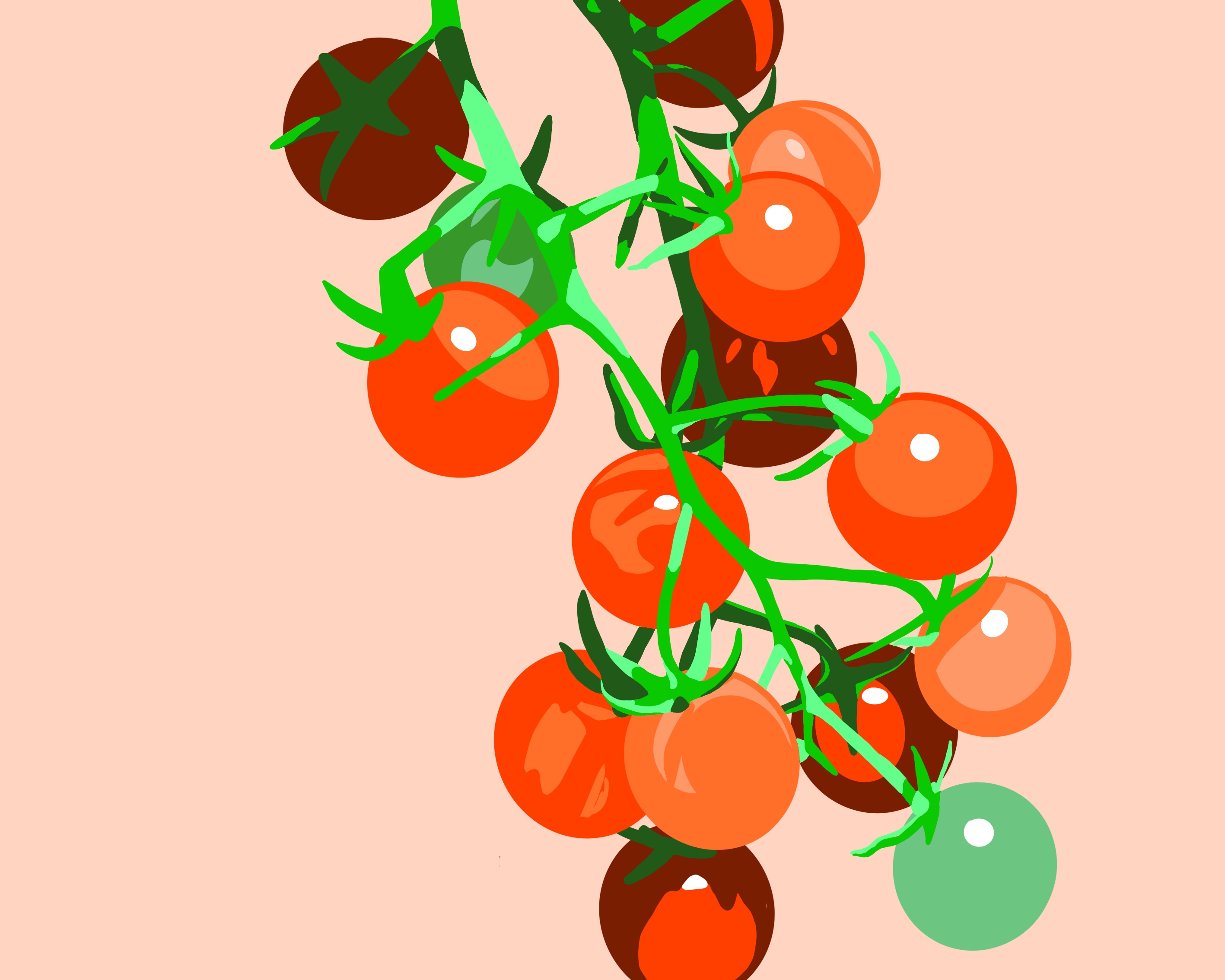 Tomatos